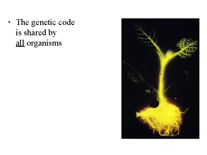  • The genetic code is shared by all organisms 