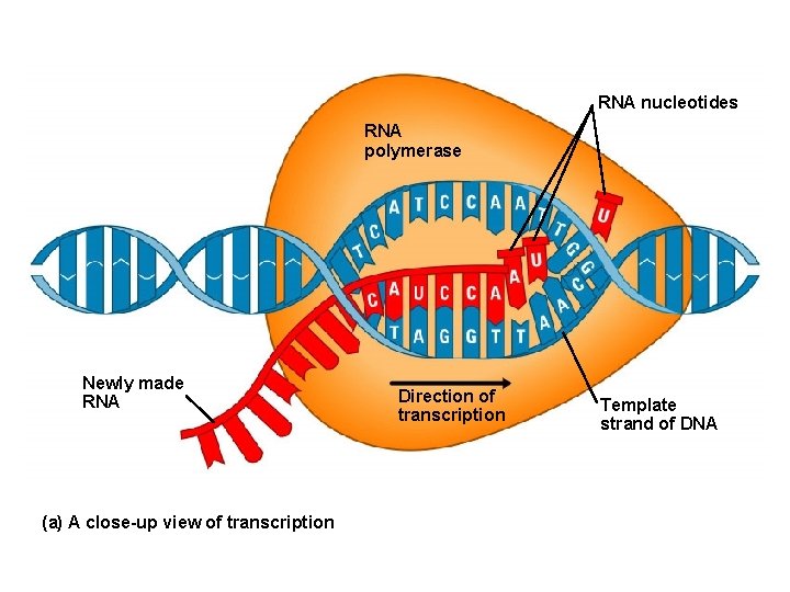 RNA nucleotides RNA polymerase Newly made RNA (a) A close-up view of transcription Direction