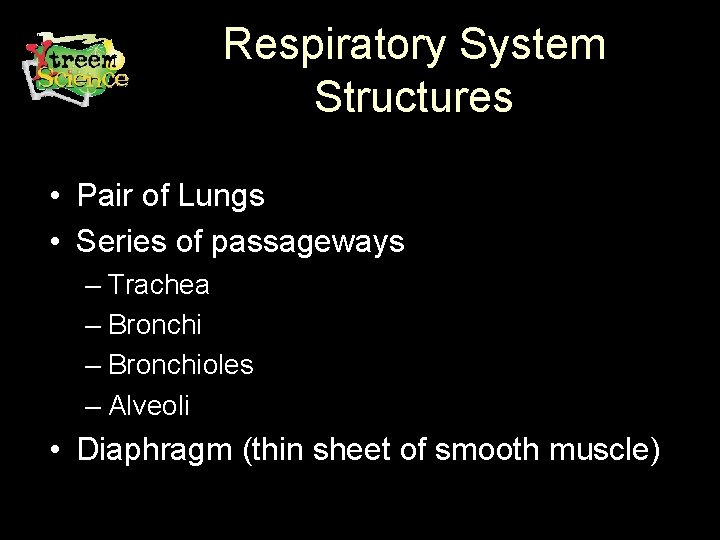 Respiratory System Structures • Pair of Lungs • Series of passageways – Trachea –