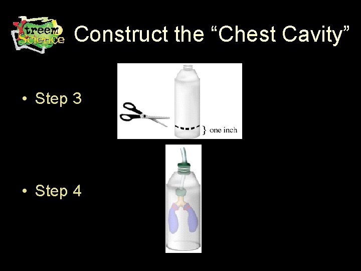 Construct the “Chest Cavity” • Step 3 • Step 4 