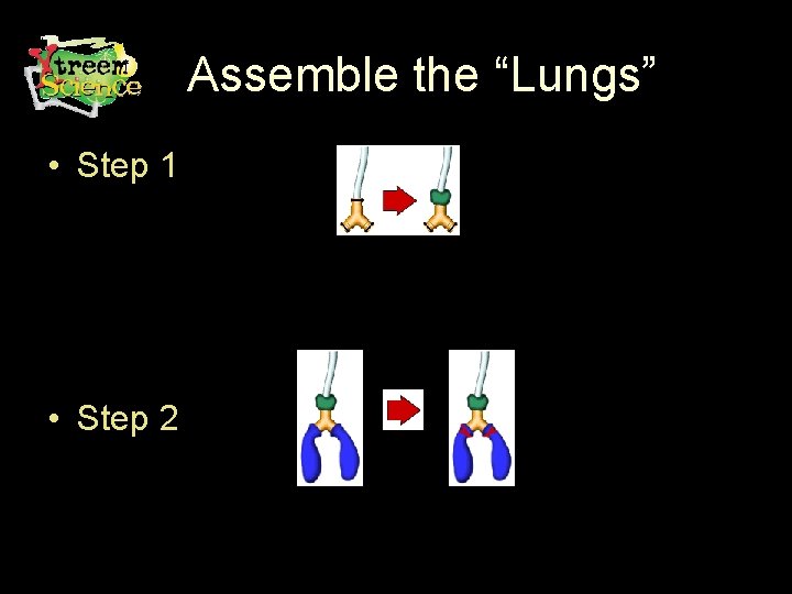 Assemble the “Lungs” • Step 1 • Step 2 