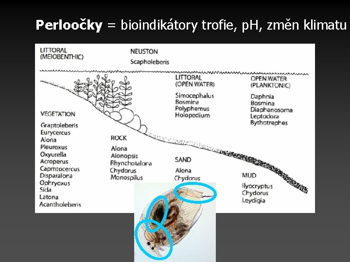 Perloočky = bioindikátory trofie, p. H, změn klimatu Perloočky = bioindikátory trofie, p. H, změn klimatu