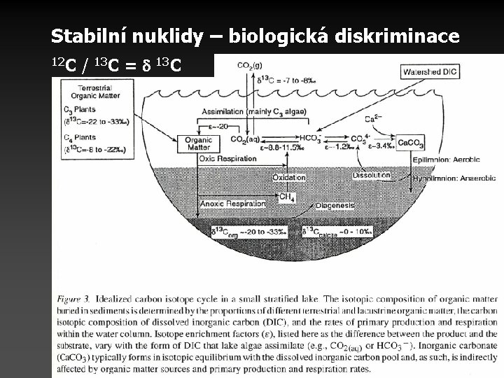 Stabilní nuklidy – biologická diskriminace 12 C / 13 C = 13 C 