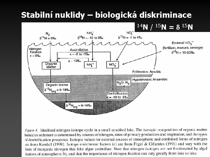 Stabilní nuklidy – biologická diskriminace 14 N / 15 N = 15 N 