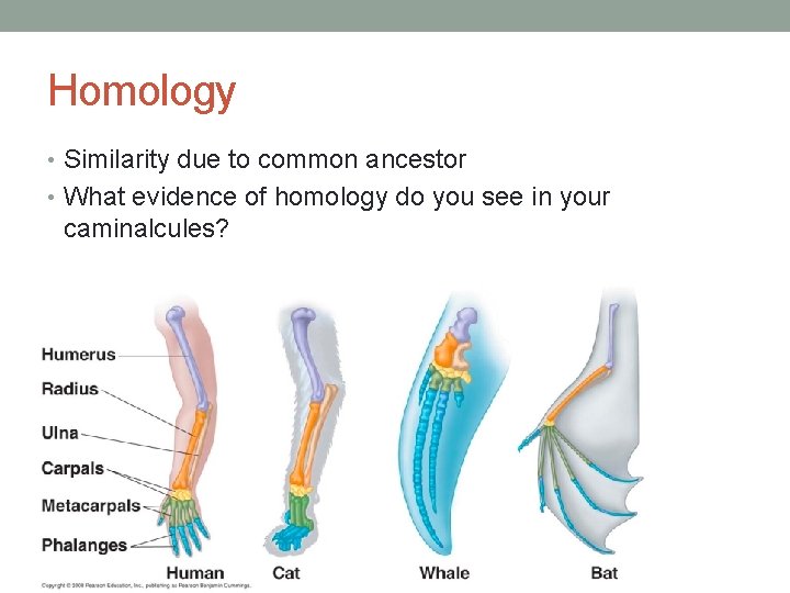 Homology • Similarity due to common ancestor • What evidence of homology do you