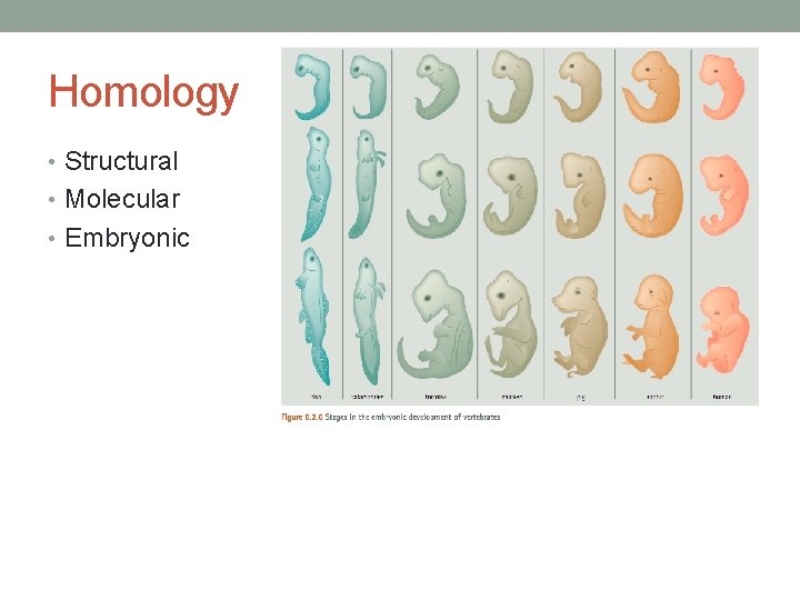 Homology • Structural • Molecular • Embryonic 
