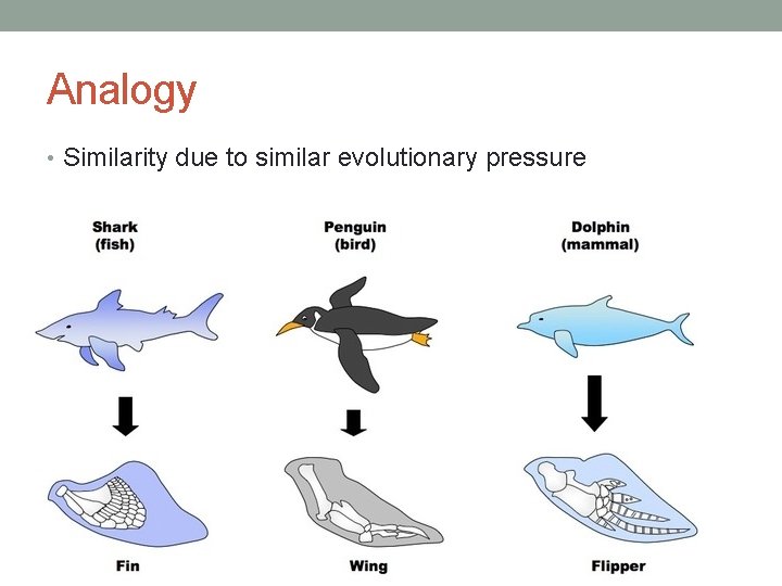 Analogy • Similarity due to similar evolutionary pressure 