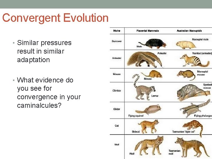 Convergent Evolution • Similar pressures result in similar adaptation • What evidence do you