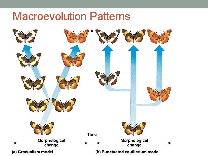 Macroevolution Patterns 