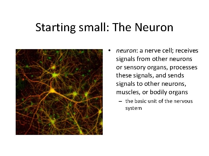 Starting small: The Neuron • neuron: a nerve cell; receives signals from other neurons