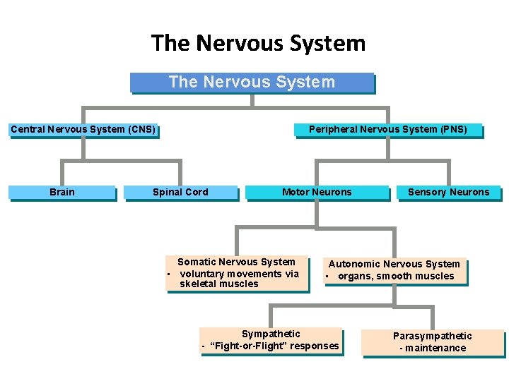 The Nervous System Central Nervous System (CNS) Brain Peripheral Nervous System (PNS) Spinal Cord