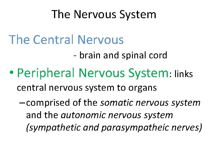 The Nervous System The Central Nervous - brain and spinal cord • Peripheral Nervous