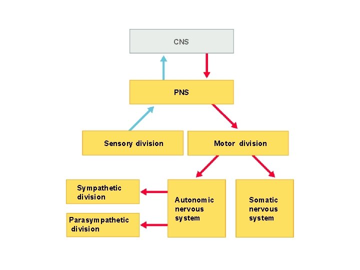 CNS PNS Sensory division Sympathetic division Parasympathetic division Human Anatomy and Physiology, 7 e