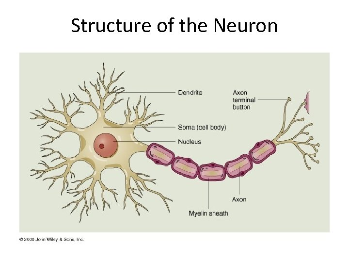 Structure of the Neuron 