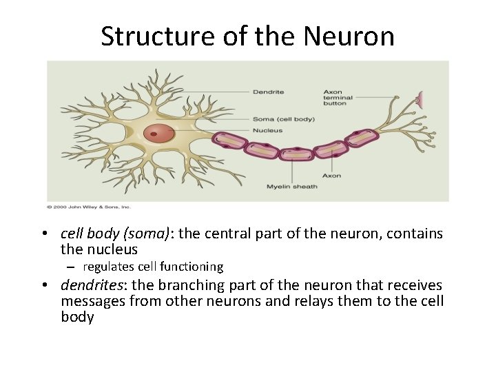 Structure of the Neuron • cell body (soma): the central part of the neuron,