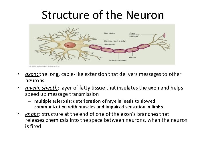 Structure of the Neuron • axon: the long, cable-like extension that delivers messages to