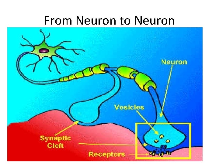 From Neuron to Neuron 