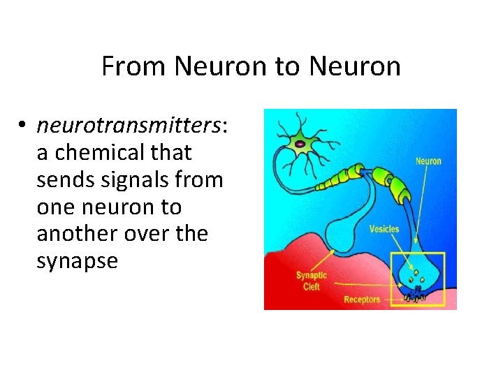 From Neuron to Neuron • neurotransmitters: a chemical that sends signals from one neuron