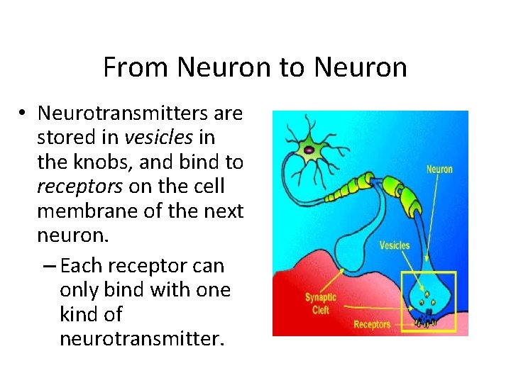 From Neuron to Neuron • Neurotransmitters are stored in vesicles in the knobs, and