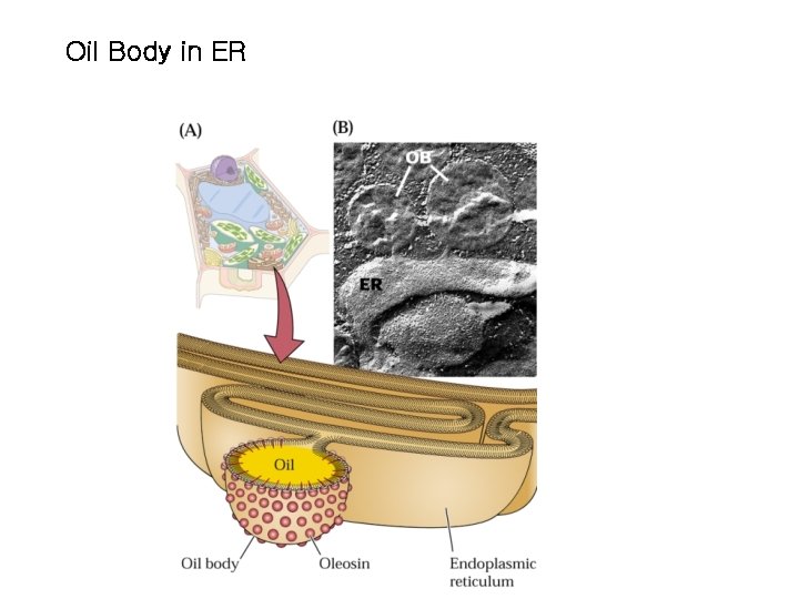 Oil Body in ER Oil Body in ER