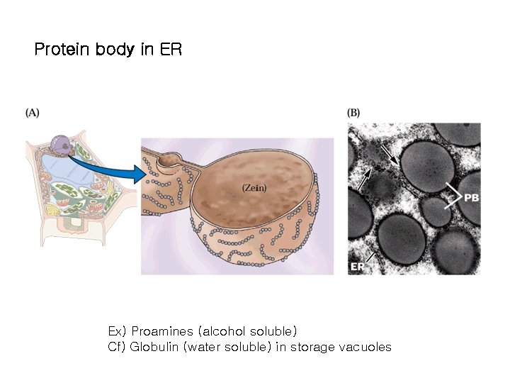 Protein body in ER Ex) Proamines (alcohol soluble) Cf) Globulin (water soluble) in storage Protein body in ER Ex) Proamines (alcohol soluble) Cf) Globulin (water soluble) in storage