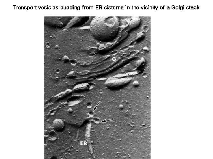 Transport vesicles budding from ER cisterna in the vicinity of a Golgi stack Transport vesicles budding from ER cisterna in the vicinity of a Golgi stack