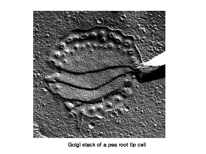Golgi stack of a pea root tip cell Golgi stack of a pea root tip cell
