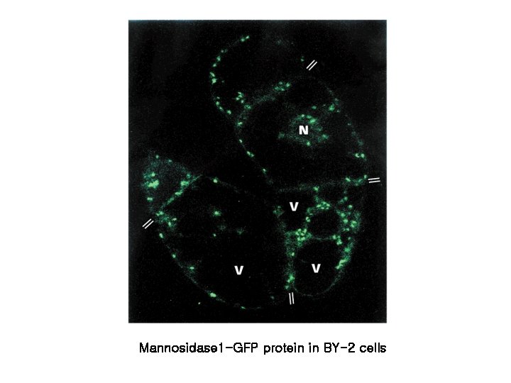 Mannosidase 1 -GFP protein in BY-2 cells Mannosidase 1 -GFP protein in BY-2 cells
