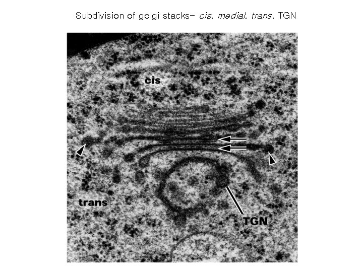 Subdivision of golgi stacks- cis, medial, trans, TGN Subdivision of golgi stacks- cis, medial, trans, TGN