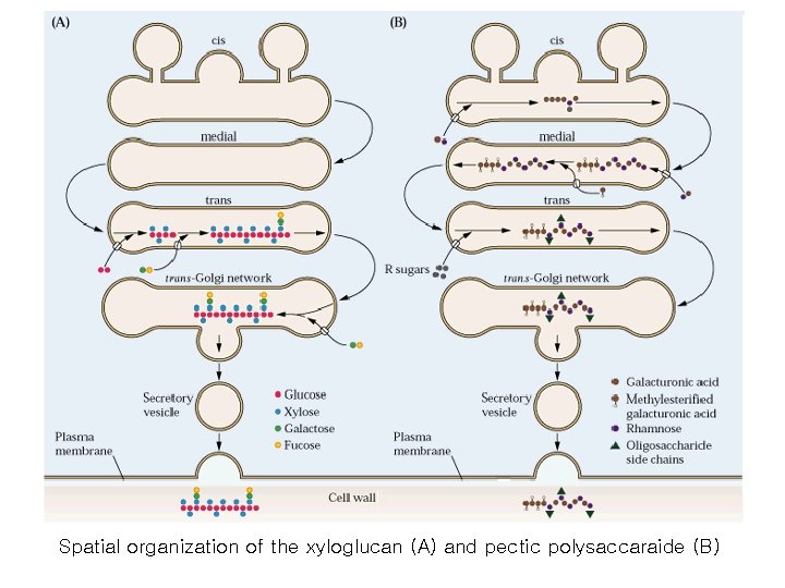 Spatial organization of the xyloglucan (A) and pectic polysaccaraide (B) Spatial organization of the xyloglucan (A) and pectic polysaccaraide (B)