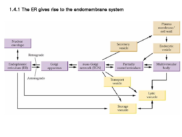 1. 4. 1 The ER gives rise to the endomembrane system 1. 4. 1 The ER gives rise to the endomembrane system