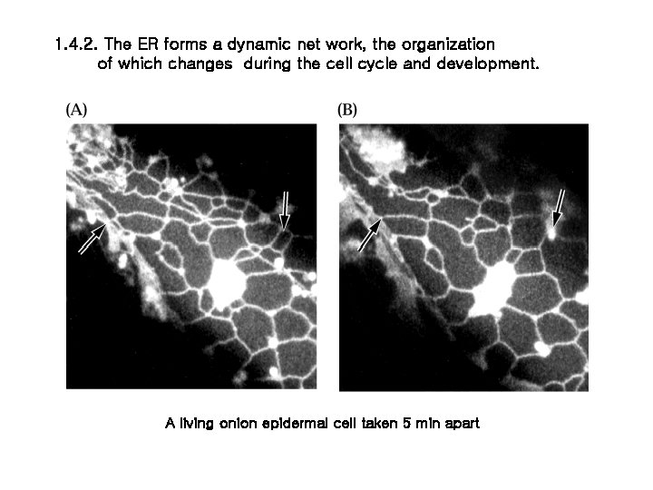 1. 4. 2. The ER forms a dynamic net work, the organization of which 1. 4. 2. The ER forms a dynamic net work, the organization of which
