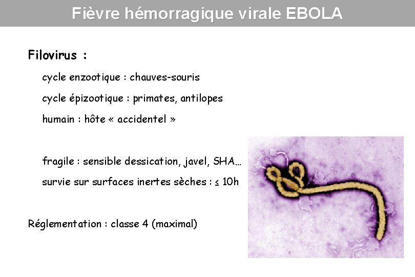 Fièvre hémorragique virale EBOLA Filovirus : cycle enzootique : chauves-souris cycle épizootique : primates,