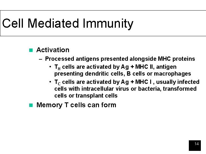 Cell Mediated Immunity n Activation – Processed antigens presented alongside MHC proteins • TH
