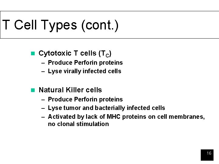 T Cell Types (cont. ) n Cytotoxic T cells (TC) – Produce Perforin proteins