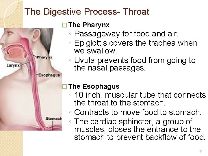 The Digestive Process- Throat � The Pharynx � The Esophagus ◦ Passageway for food