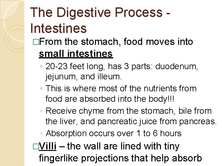 The Digestive Process - Intestines �From the stomach, food moves into small intestines ◦