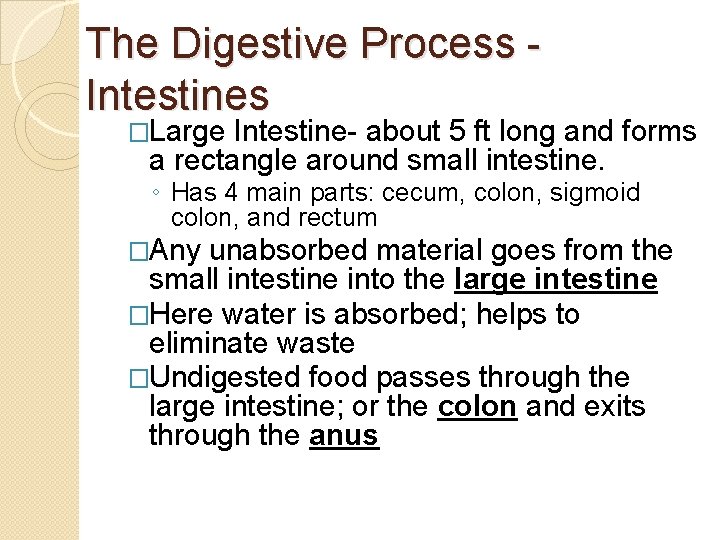 The Digestive Process - Intestines �Large Intestine- about 5 ft long and forms a