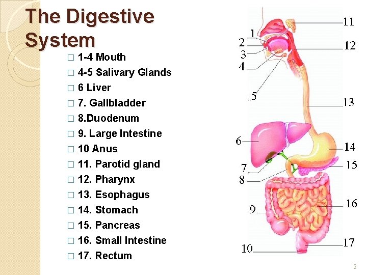 The Digestive System 1 -4 Mouth � 4 -5 Salivary Glands � 6 Liver