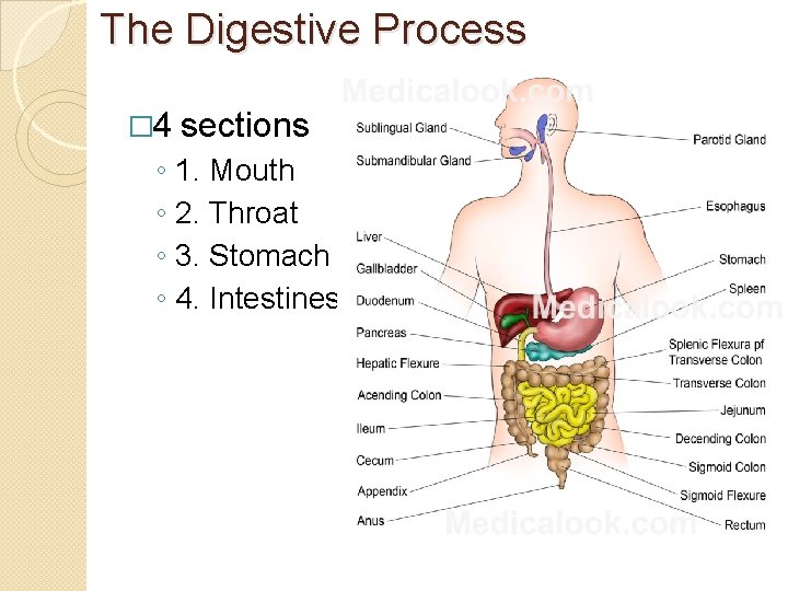 The Digestive Process � 4 sections ◦ ◦ 1. Mouth 2. Throat 3. Stomach