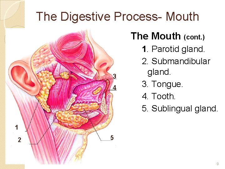 The Digestive Process- Mouth The Mouth (cont. ) 3 4 1. Parotid gland. 2.