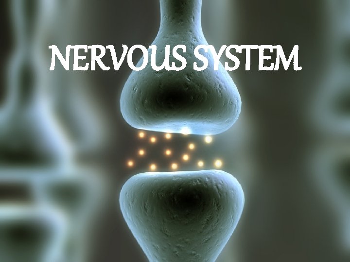NERVOUS SYSTEM NERVOUS SYSTEM