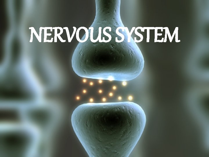 NERVOUS SYSTEM 