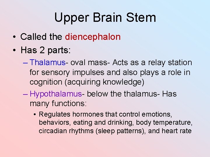 Upper Brain Stem • Called the diencephalon • Has 2 parts: – Thalamus- oval
