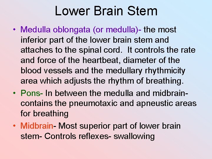 Lower Brain Stem • Medulla oblongata (or medulla)- the most inferior part of the