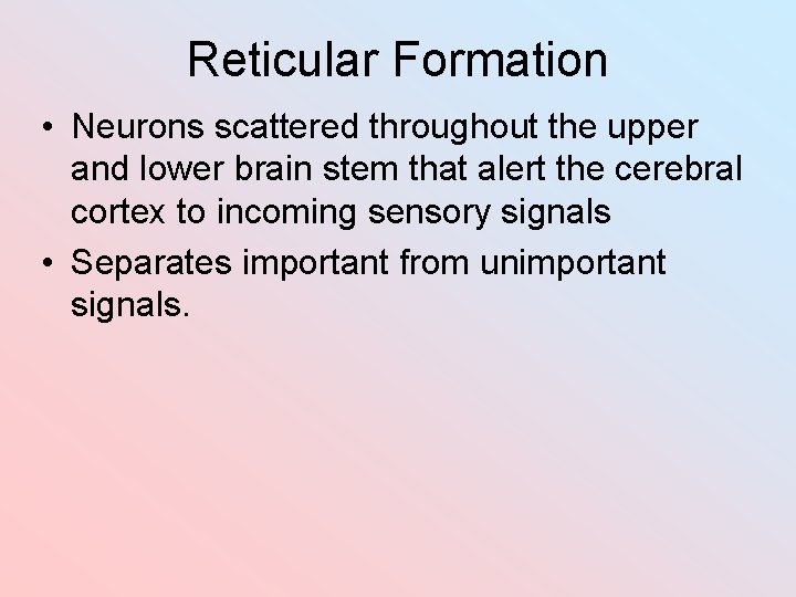 Reticular Formation • Neurons scattered throughout the upper and lower brain stem that alert