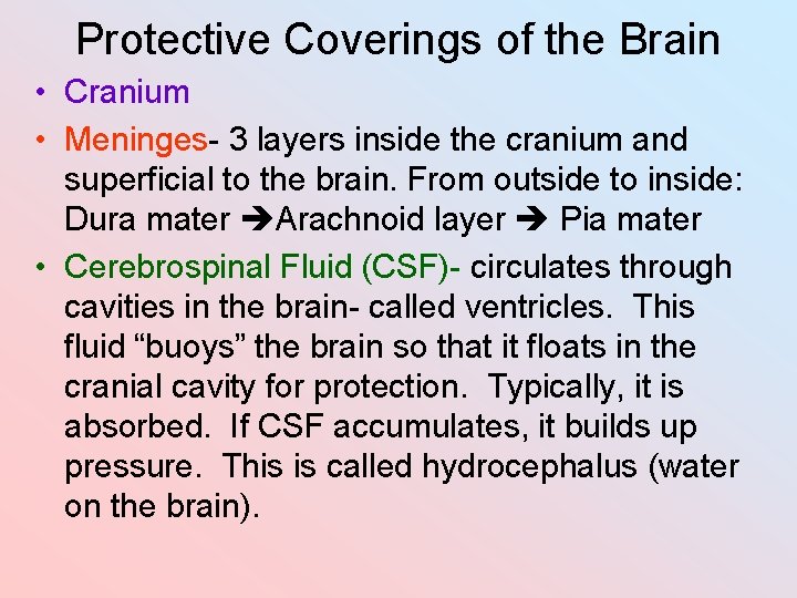 Protective Coverings of the Brain • Cranium • Meninges- 3 layers inside the cranium