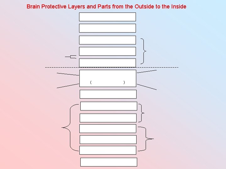 Brain Protective Layers and Parts from the Outside to the Inside ( ) 