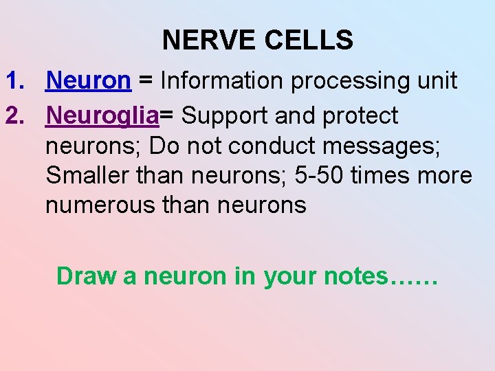 NERVE CELLS 1. Neuron = Information processing unit 2. Neuroglia= Support and protect neurons; NERVE CELLS 1. Neuron = Information processing unit 2. Neuroglia= Support and protect neurons;