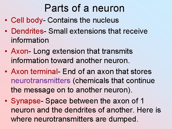Parts of a neuron • Cell body- Contains the nucleus • Dendrites- Small extensions Parts of a neuron • Cell body- Contains the nucleus • Dendrites- Small extensions